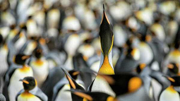 King Penguin Display Art Print