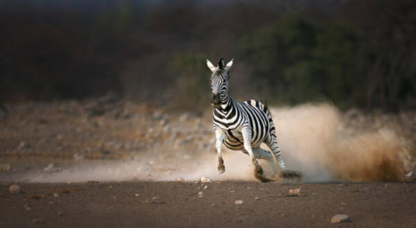 Wall Art - Photograph - Running Zebra by Johan Swanepoel
