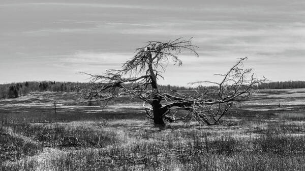  Photograph - Lone Tree Shenandoah  Valley VA by Louis Dallara