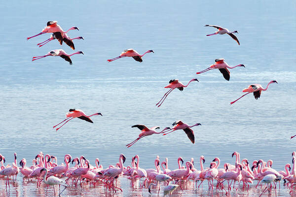 Wall Art - Photograph - Flying Flamingo #1 by Ivanmateev