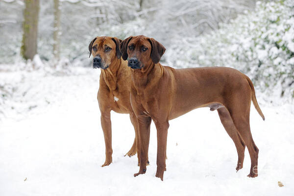 Rhodesian Ridgebacks In Snow #1 Art Print