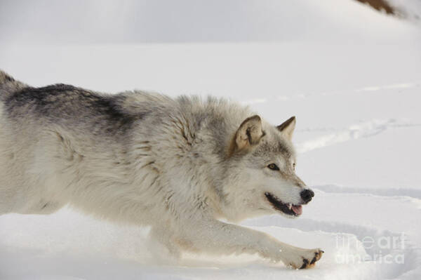 Black Timber Wolf Dusted With Snow by Steve Gettle