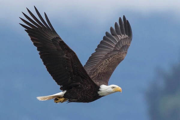 Majestic Bald Eagle in Flight Wall Art