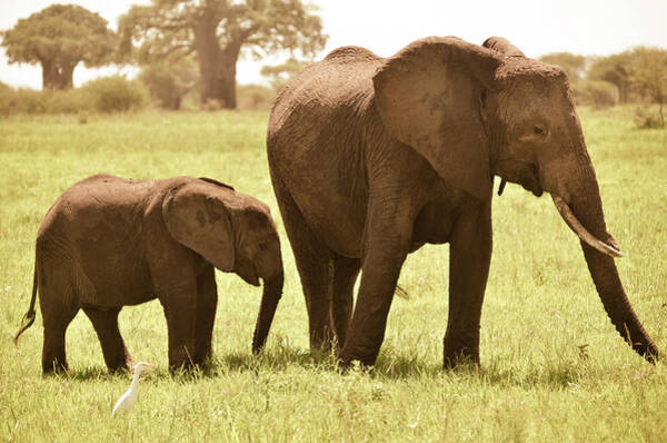 Wall Art - Photograph - Adult And Baby Elephant Grazing At by Volanthevist