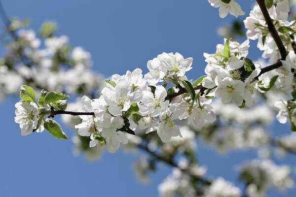 Wall Art - Photograph - Apple Trees In Full Bloom by Wilfried Krecichwost
