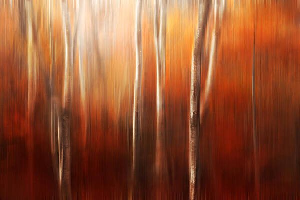 Vibrant Autumn Trees Art Print