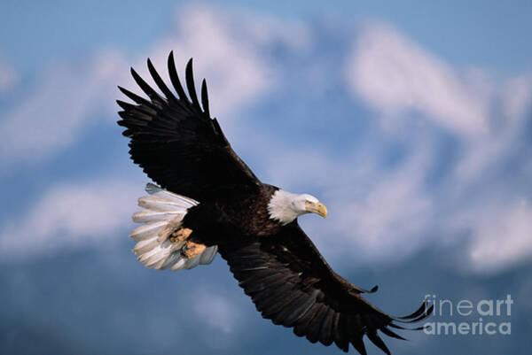 Bald Eagle Flying, Kachemak Bay Art Print