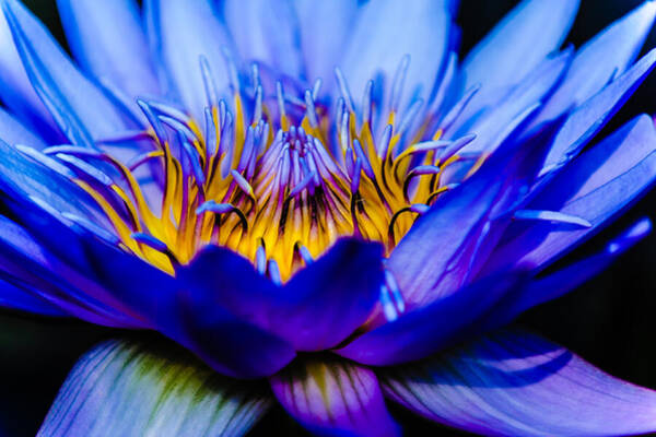  Photograph - Burning Water Lily by Louis Dallara