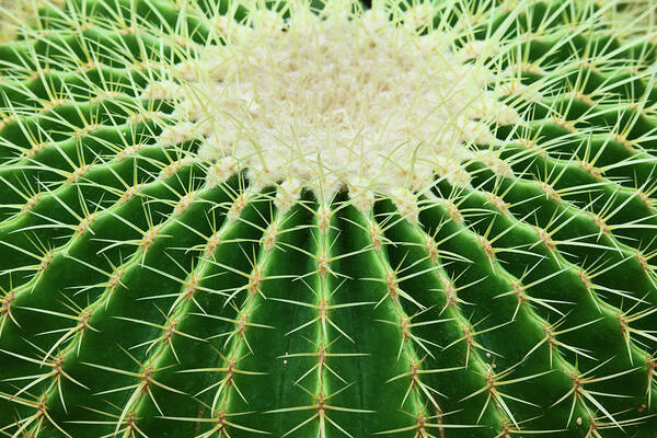 Wall Art - Photograph - Cactus by Ithinksky