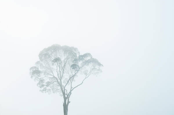 Wall Art - Photograph - Crown Of Tall Dipterocarp Tree In by Anders Blomqvist