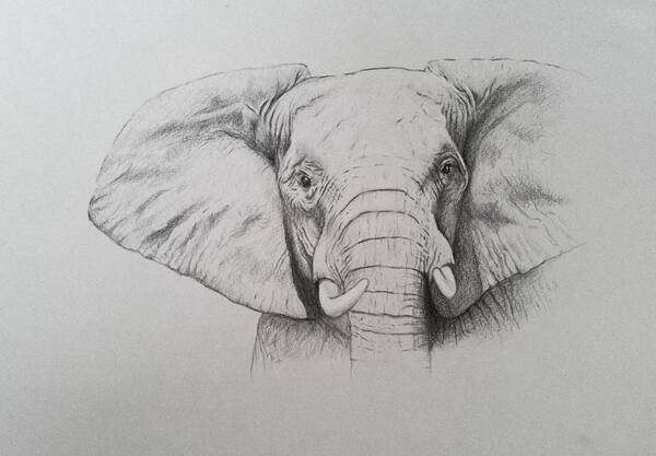 27 How To Draw Elephant Ears
 10/2022