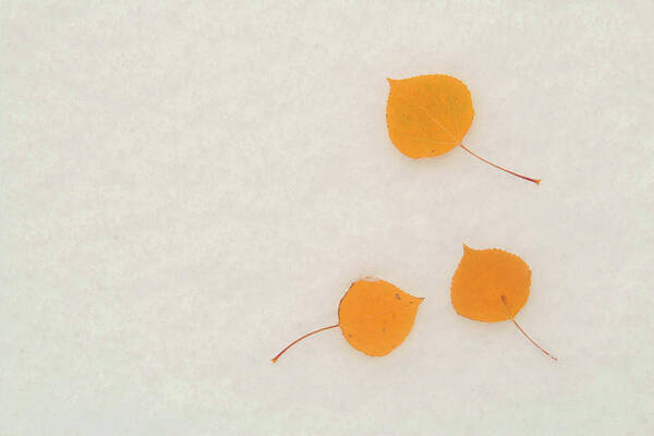Wall Art - Photograph - Fall Aspen Leaves On First Snow by David Epperson