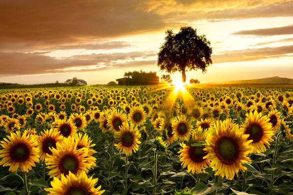 Fields Of Gold Art Print