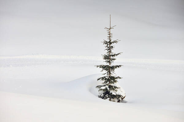 Wall Art - Photograph - Fir tree and lots of snow in winter Kleinwalsertal Austria by Matthias Hauser