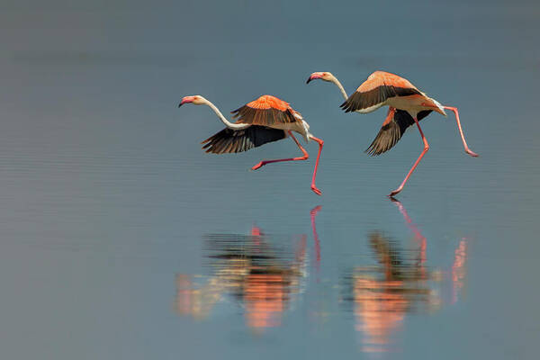 Wall Art - Photograph - Flamingo Landing by Yun Wang