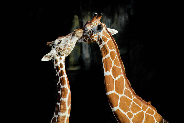 Giraffes Nuzzling in Dark Background Wall Art