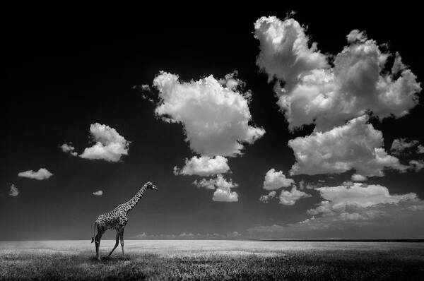 Giraffe Under Dramatic Clouds Wall Art