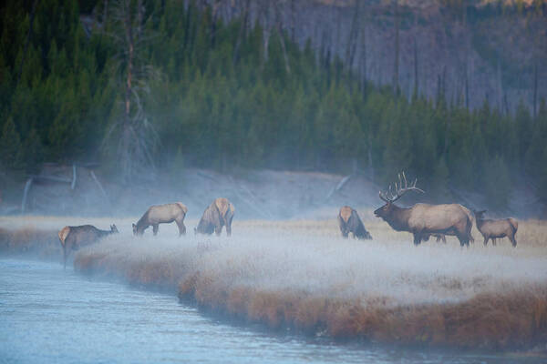 Wall Art - Photograph - Herd Of Elk By River In Wilderness by Noah Clayton