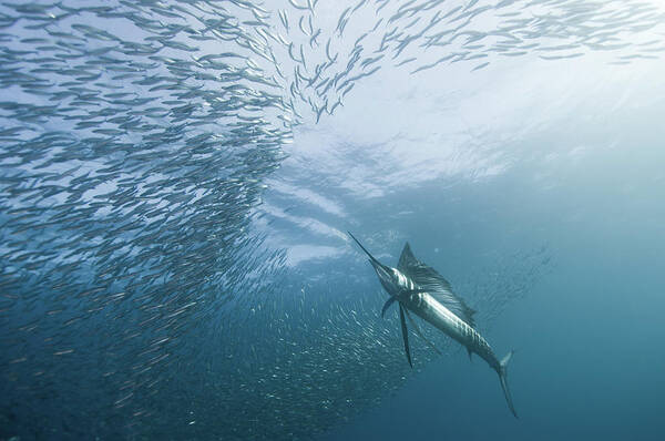 Wall Art - Photograph - Hunter And The Hunted by Alexander Safonov