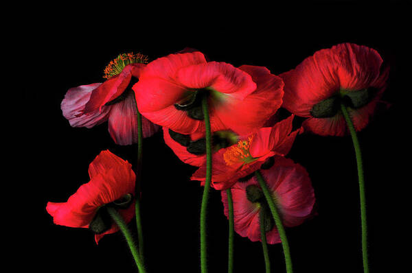 Wall Art - Photograph - Icelandic Poppies - The View From Down by Bill Gracey