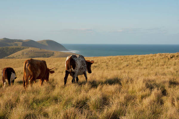 Wall Art - Photograph - Image Of A Three Brown Cows In Long by Cormac Mccreesh
