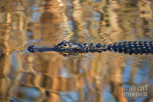 Alligator in a Reflective Swamp Wall Art