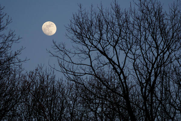 Moon Over Trees Art Print