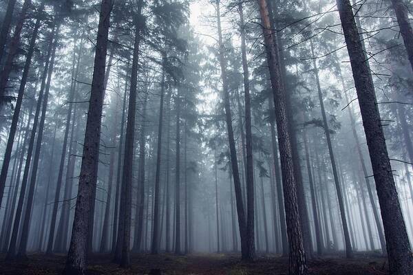 Wall Art - Photograph - Mysterious Foggy Forest. by David Charouz