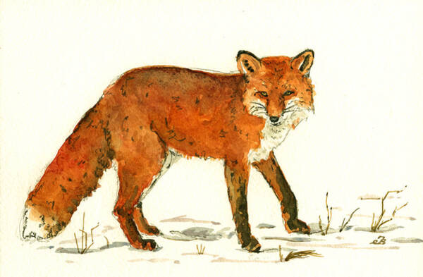 Red Fox In The Snow Art Print