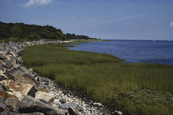 Salt Marsh In Summer Art Print