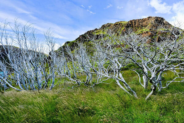 Wall Art - Photograph - Scenery With Bare Trees, Torres Del by Blake Burton