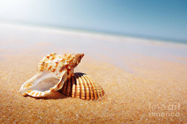 Wall Art - Photograph - Seashell and Conch by Carlos Caetano