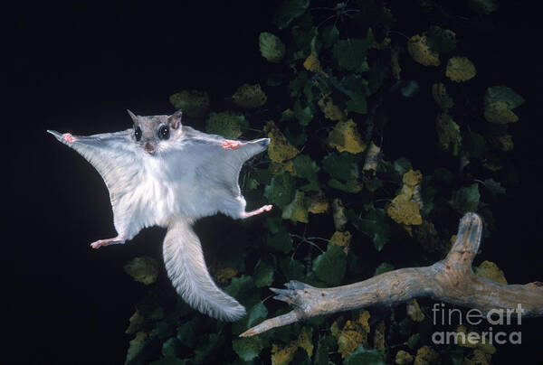 Southern Flying Squirrel Art Print