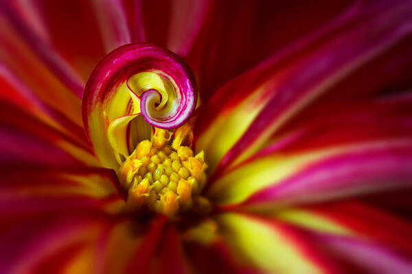 Spiral Art Print