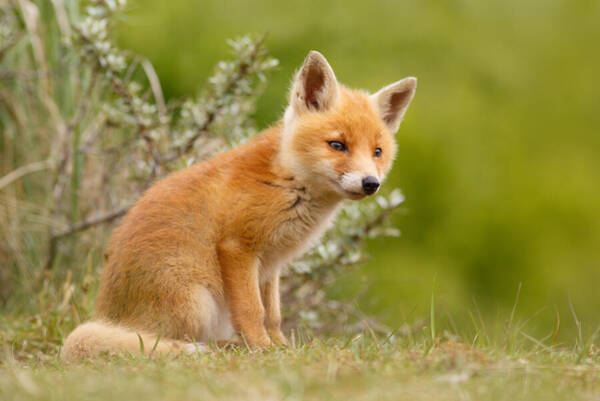 The New Kit ...curious Red Fox Cub Art Print