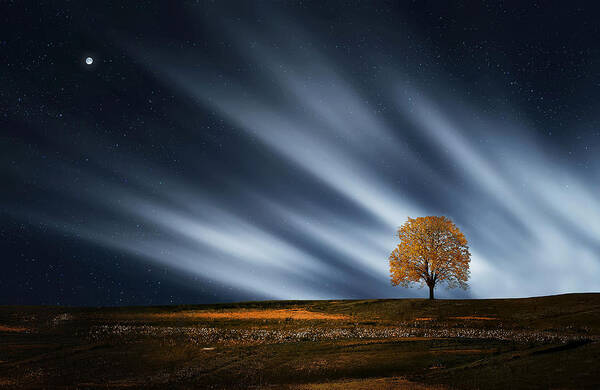 Solitary Tree Under Starry Sky Art Print