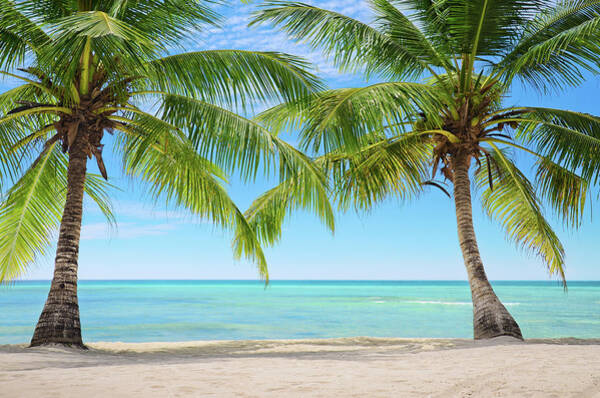 Wall Art - Photograph - Two Palm Trees On An Exotic Beach In by Gerisima