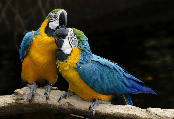 Two Parrots Squawking Art Print