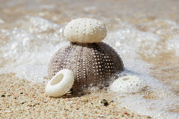 Urchin Shells On A Beach  St. Croix Art Print