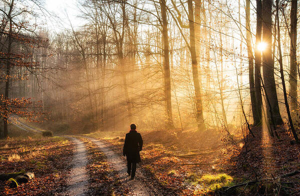 Walk In The Forest Warm Light Sun Is Shining Art Print