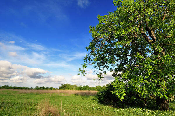 Walnut Tree In Time Of Spring Art Print