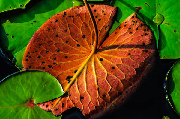  Photograph - Water Lily Pad by Louis Dallara