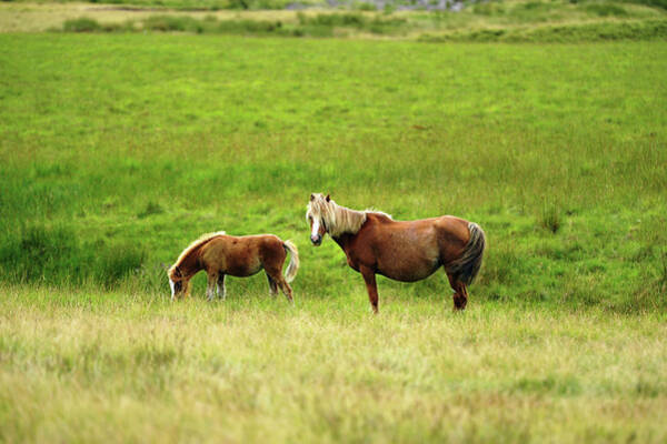 Wall Art - Photograph - Welsh Mountain Pony And Foal by John B R Davies