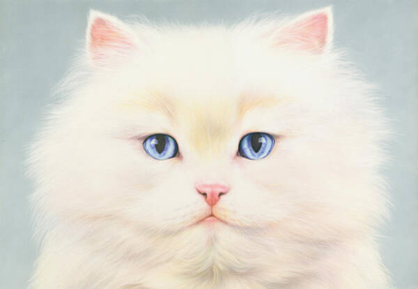 Wall Art - Photograph - White Persian by MGL Licensing