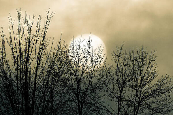 Winter Into Spring Art Print