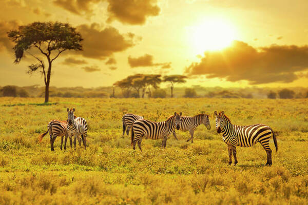 Wall Art - Photograph - Zebra by Ugurhan
