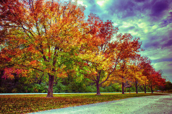 Autumn Tree Line At Busch Art Print
