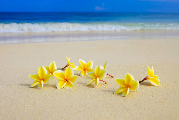 Plumerias On Beach Ii Art Print