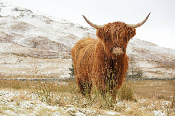 Highland Cow #1 Art Print