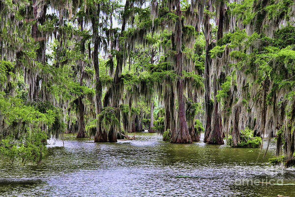 Cypress Trees Swamps Louisiana Art Print